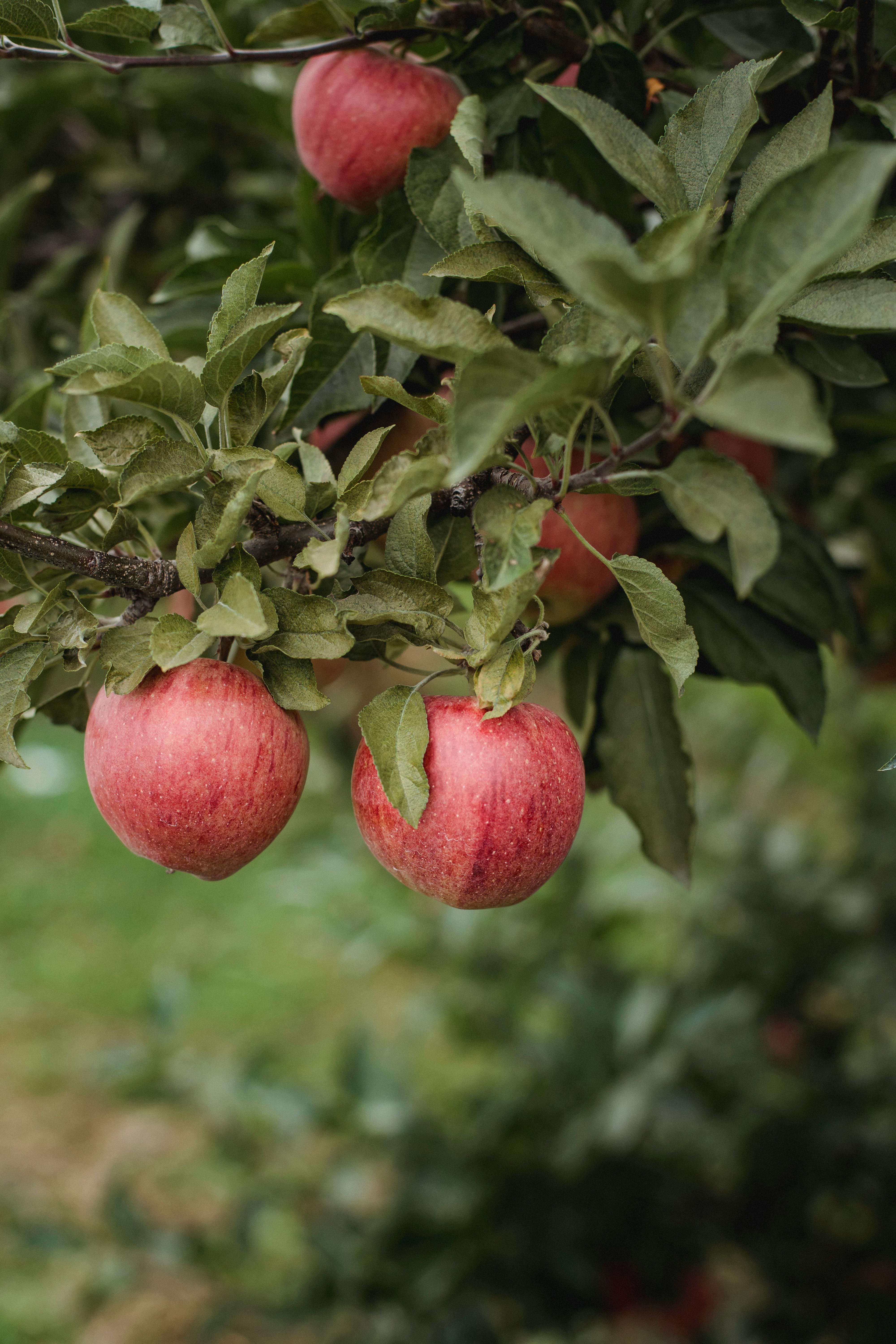 Our Apples | Shop Our Fresh Apple Boxes