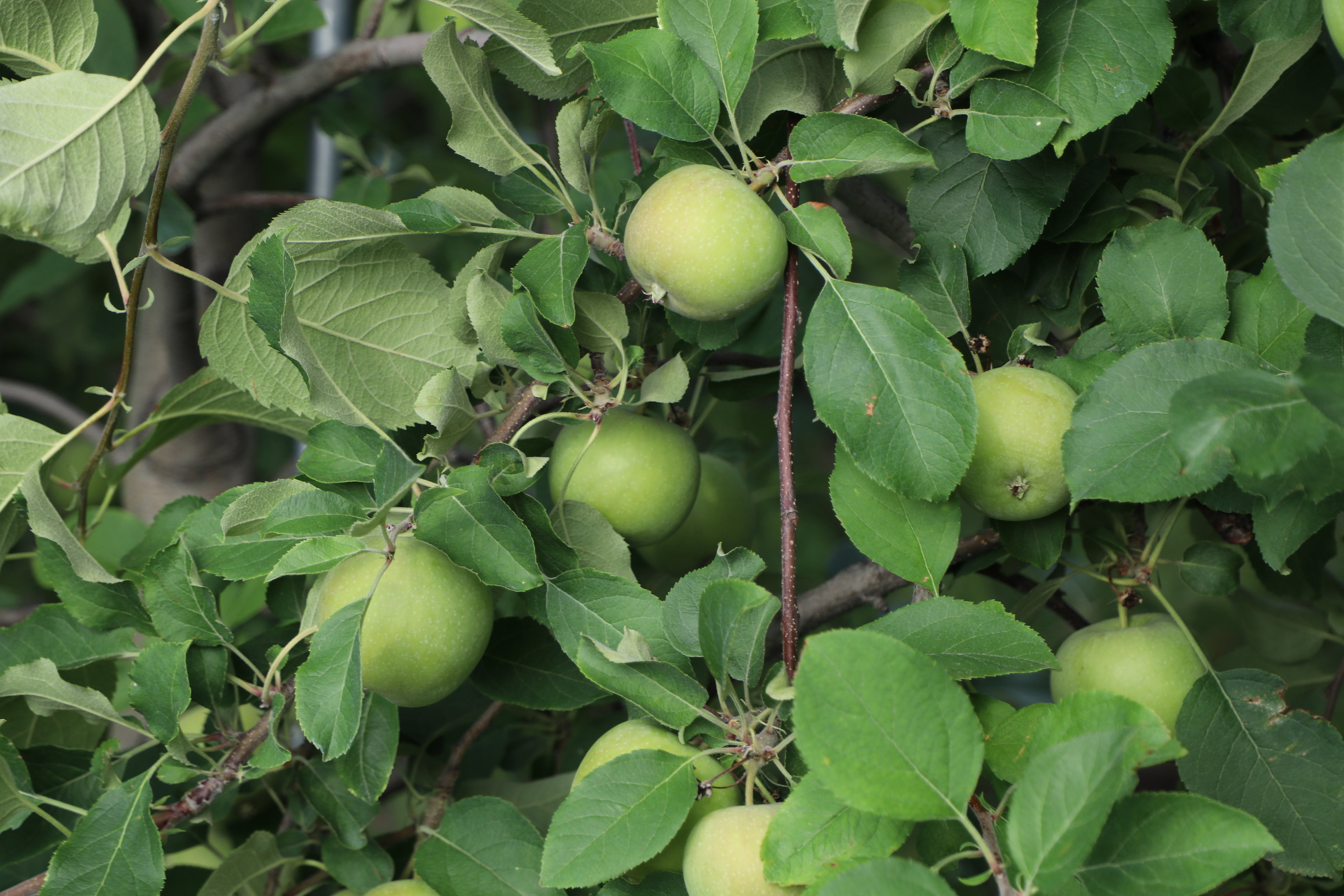 Apple Box Subscriptions