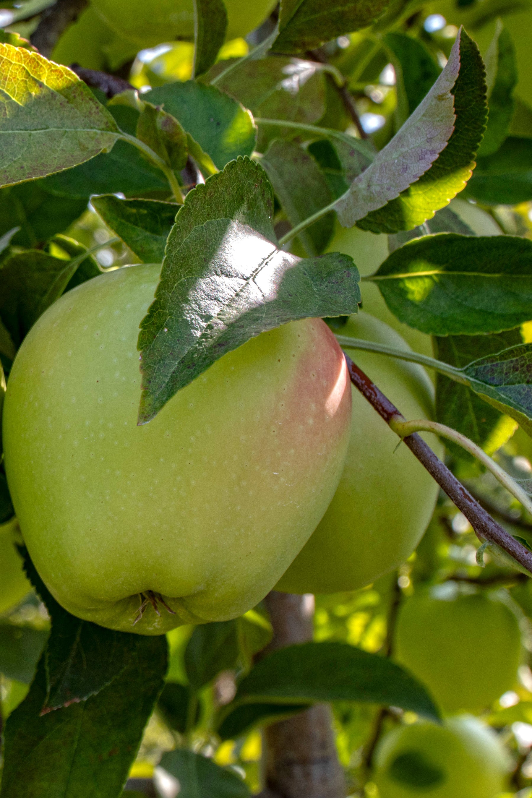 Golden Delicious