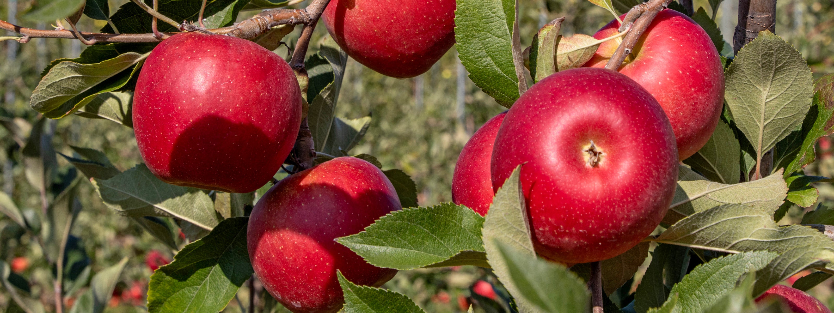Our Apples | Shop Our Fresh Apple Boxes