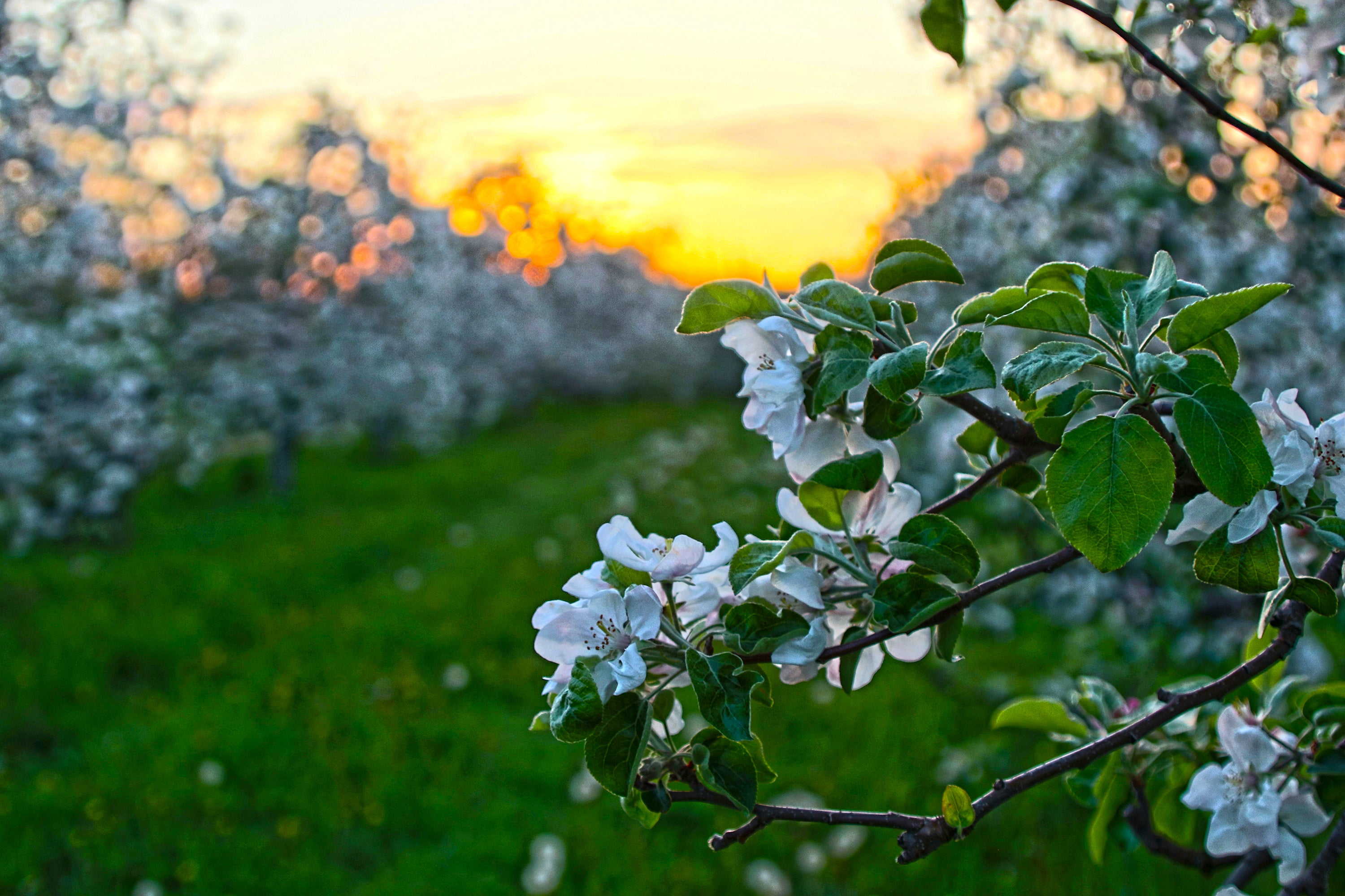 Apple Blossom Farms NY