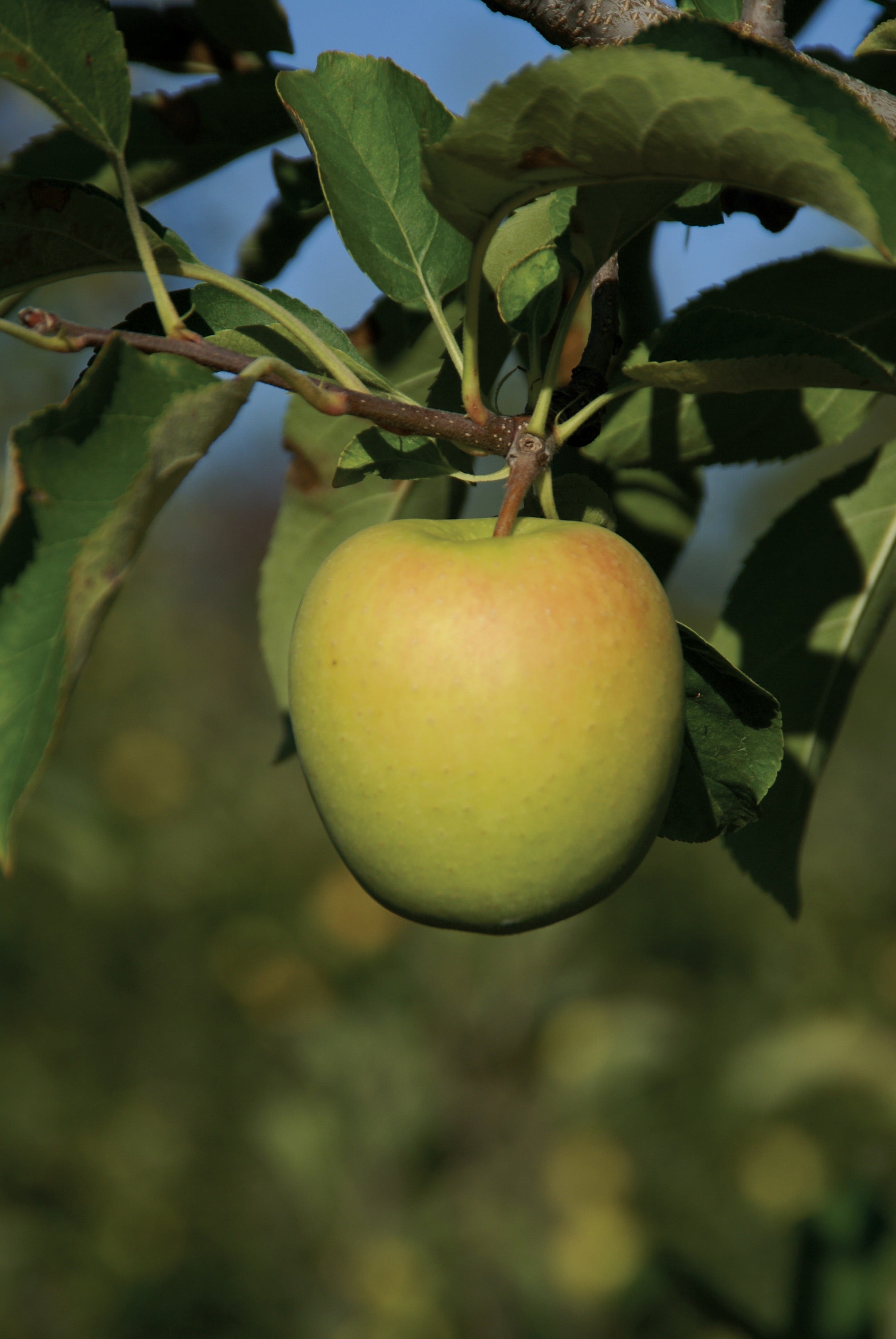 Fundraising with Apple Blossom Farms